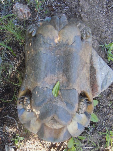 Testudo marginata da Santa Teresa Gallura (OT)